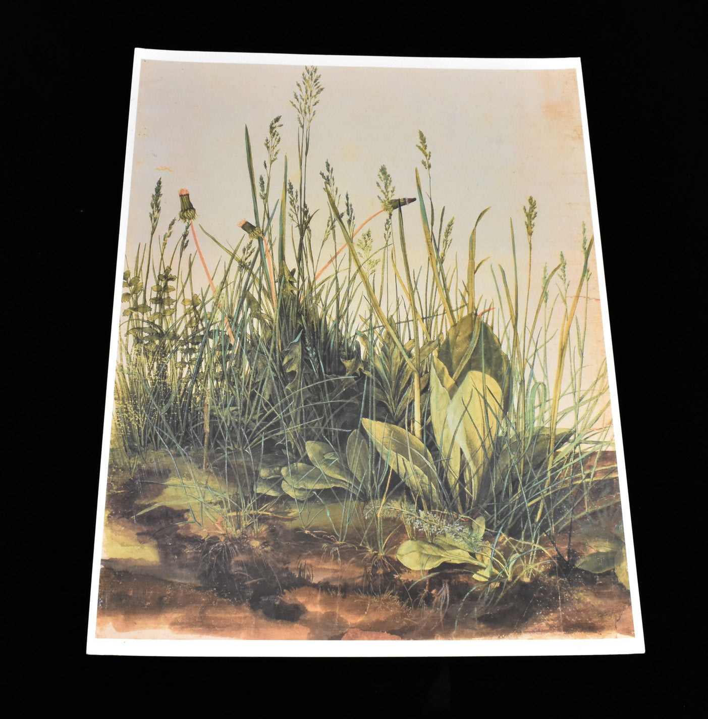 Great Piece of Turf Painting by Albrecht Durer 1502 Laminated Reprint Fine Arts