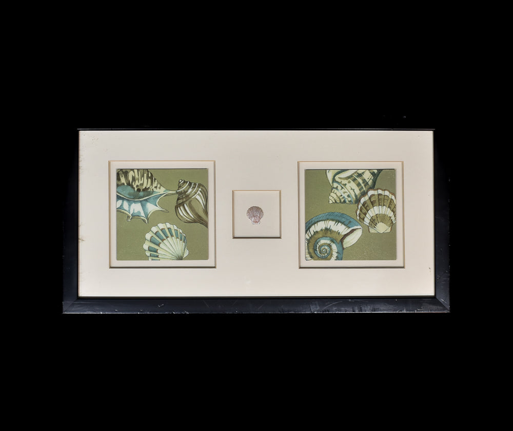 Framed Seashore Decor Art Sea Shell Framed Art Used Black Frame 15x27